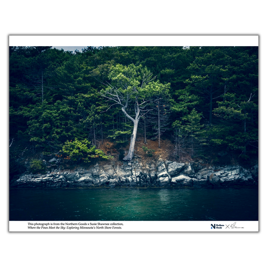 Shoreline Tree Poster x Where the Pines Meet the Sky