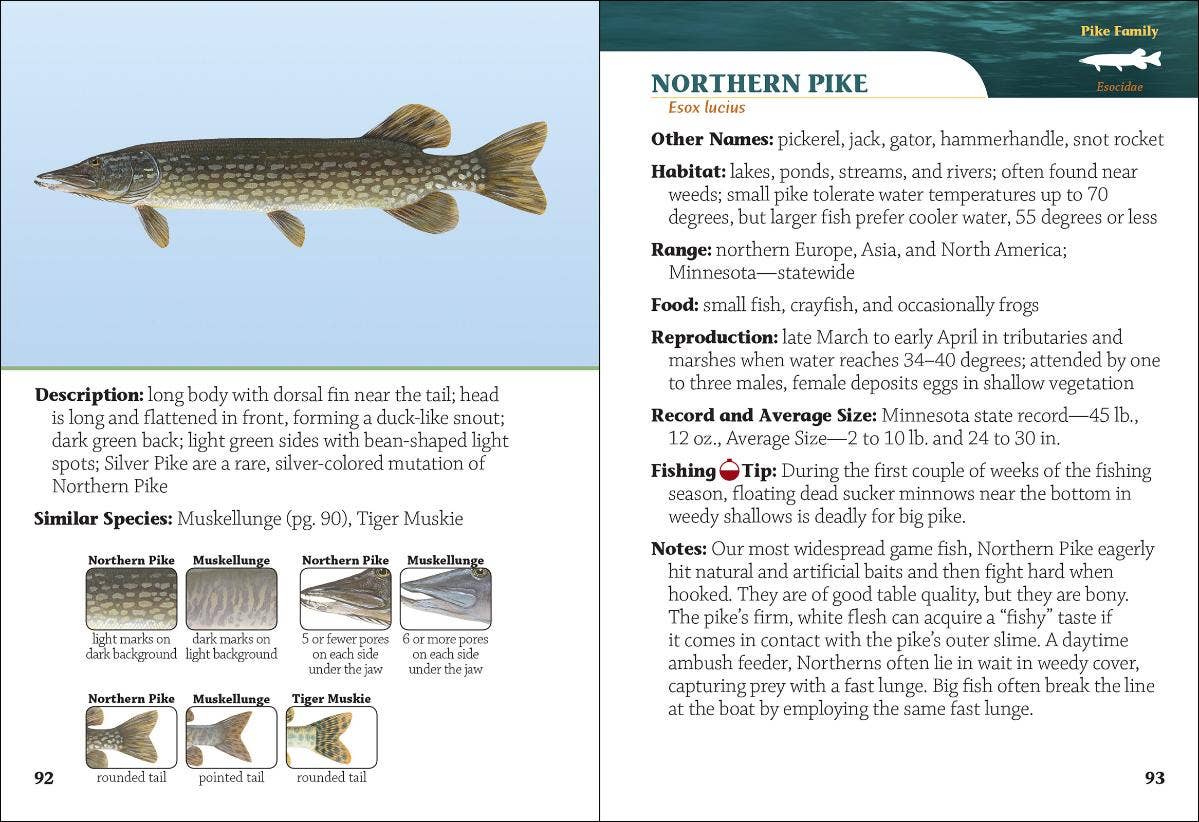 Fish of Minnesota Field Guide 2e