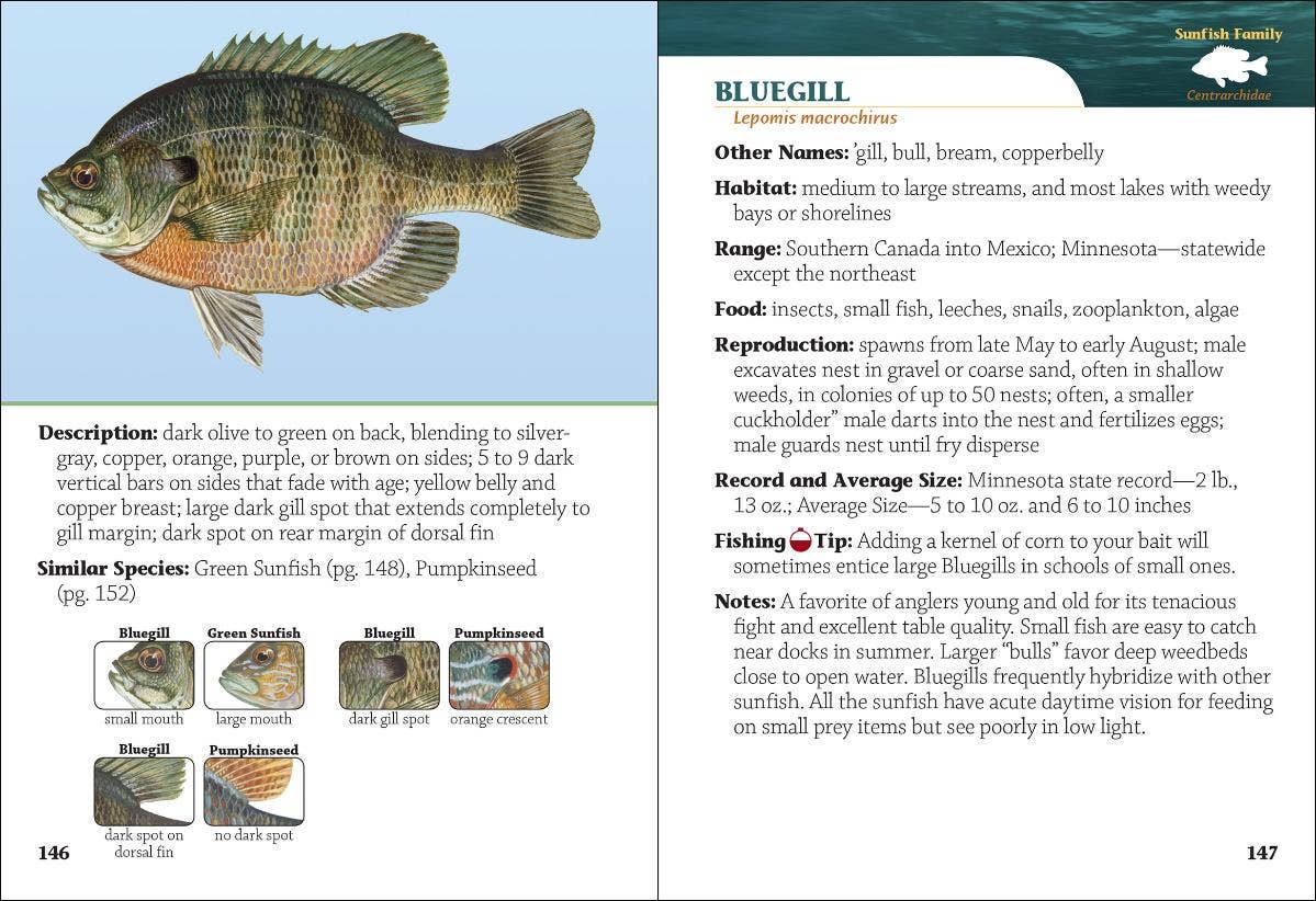 Fish of Minnesota Field Guide 2e