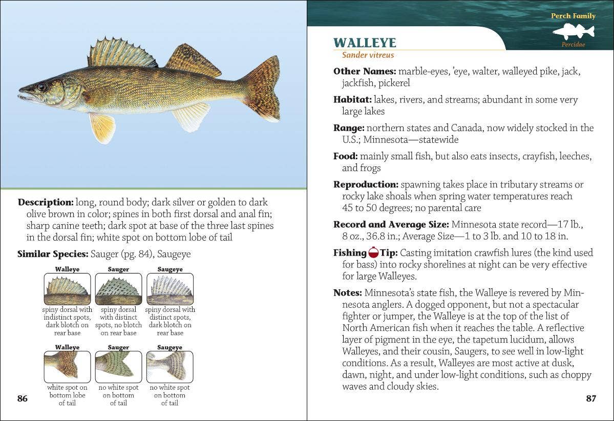 Fish of Minnesota Field Guide 2e